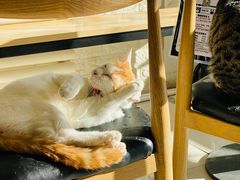 -平行世界·猫咖(首经贸店)