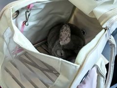 -爱侣宠医·鹦鹉专科·小型哺乳类·异宠专科(灵石路店)