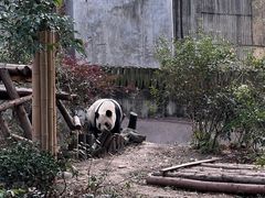 -成都大熊猫繁育研究基地