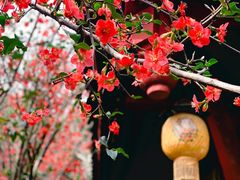 -望江楼公园