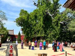 -大槐树寻根祭祖园