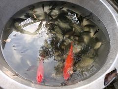 -碧江金楼