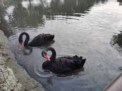 -鹅湖玫瑰文化园