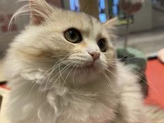 -babydoll猫舍·米努特·德文·缅因(久光中心店)