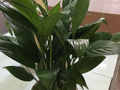 -龙大花卉苗木市场