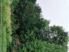 -桤木河湿地公园