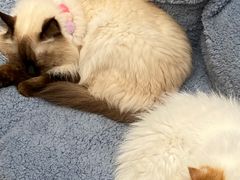 -有猫主题·治愈系猫咖(曾厝垵店)