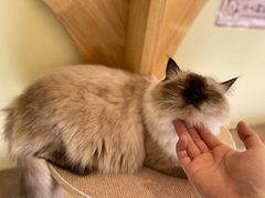 -猫和宫(六道口店)