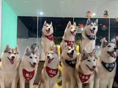 -Husky Go! 哈士奇体验馆·宠物咖啡厅狗咖