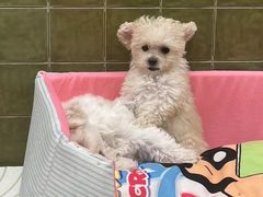 -帕帕拉兹宠物(亚洲旗舰店)