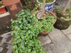 -寮步香市古镇休闲景区