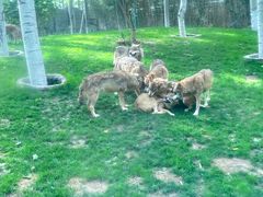 -北京野生动物园