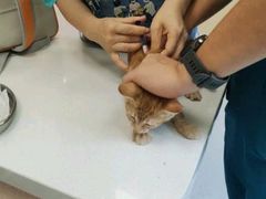 -康成宠物医院24H·CT·核磁共振