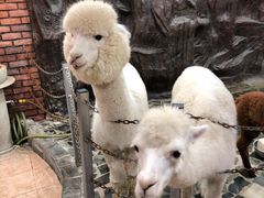 -上海大自然野生昆虫馆(东方明珠·爬宠昆虫探索中心)