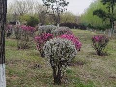 -丁香湖公园