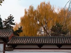 -西安青龙寺遗址景区