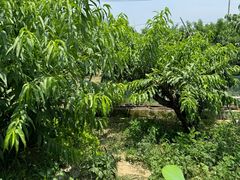 -老袁家蜜桃农场·阳山水蜜桃