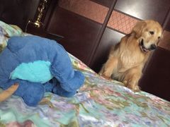 -彩虹桥宠物火化殡葬善终服务(金乐大厦店)