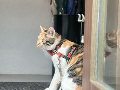 -Again Coffee Roaster(香蜜湖店)