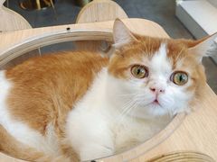 -飞行喵MR PILOT|猫舍·猫咖(静安大融城店)