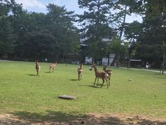 -奈良公园