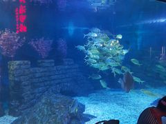 -烟台海昌鲸鲨海洋公园