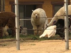 -石家庄市动物园