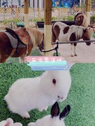 -萌宠亲子动物乐园(槐房万达店)