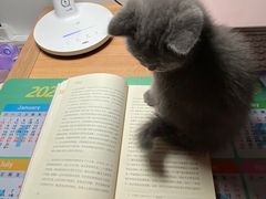 -喵zoo家庭繁育猫舍(尖东智能花园店)