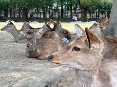 -奈良公园