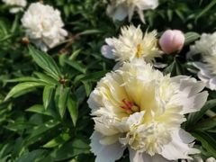 -桤木河湿地公园