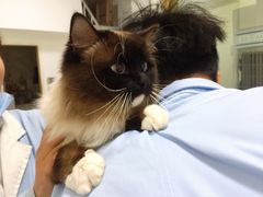 -汪喵宠物医院·骨科心脏影像·犬猫急重症ICU诊疗中心(成华分院)