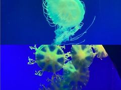 -江和美海洋公园