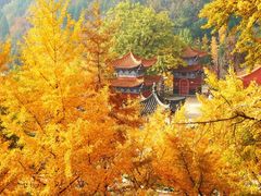 -遵化市禅林寺古银杏风景园