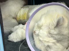 -联合动物医院(光谷诊疗中心)