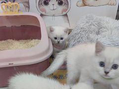 -糯米喵星人总部直营旗舰店·猫舍·幼猫出售