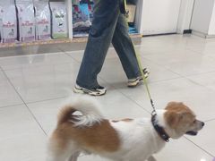 -美联众合动物医院·24h京西诊疗中心