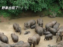 -野象谷景区