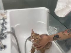 -爱洗澡的猫(望京店)