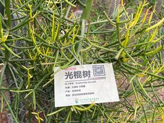 -呀路古热带植物园
