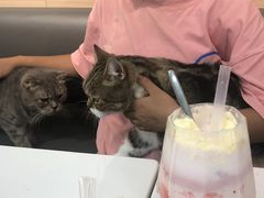 -喵园·猫主题咖啡厅·撸猫·猫咖(国贸店)