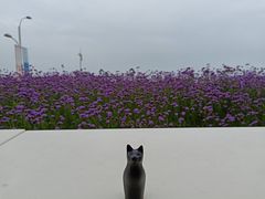 -猫的天空之城概念书店(北戴河蔚蓝海岸店)