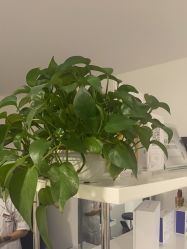 -熙朵美学植发连锁