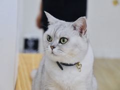 -李小姐の猫咖啡馆(五角场店)