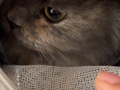 -纳吉亚猫专科动物医院(康都外科中心)