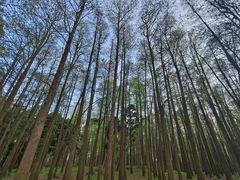 -上海共青森林公园