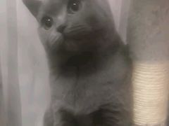 -宠爱国际动物医院· 猫科· 外科·中兽医(长白店)