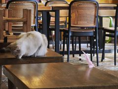 -猫猫幼稚园·撸猫·桌游·电玩
