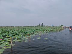 -白洋淀景区