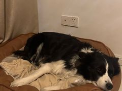 -趣玩宠物乐园寄养训犬训狗游泳池